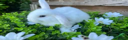 Mini Lop rabbits for sale: Gorgeous pure Mini lops  - Advert 3