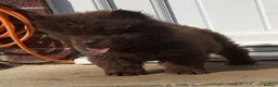 Chow Chow dogs for sale: *ReadyNow* 3 Teddy Bear Chow Chow Puppies - Advert 7