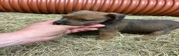 Patterdale Terrier dogs for sale: Patterdale cross Lakeland  - Advert 7