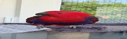 Parrots birds for sale: Eclectus parrot female 8 months old nearly in Preston - Advert 11
