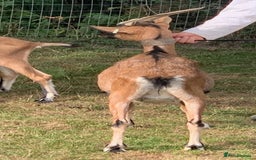 Goats livestock for sale: Three female English goats for £650 - Image 5
