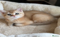 British Shorthair cats for sale: GCCF reg British Shorthair Chocolate Gold Kittens  in London - Image 37