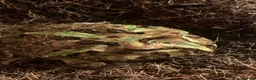 Frog reptiles for sale: Pac-Man frogs cb26  - Advert 6
