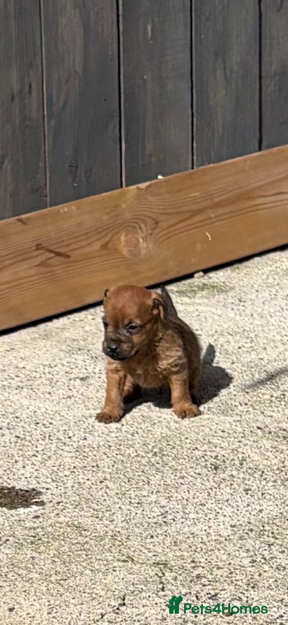 Lakeland Terrier dogs Lakeland terriers  - Advert 1