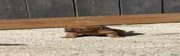 Lakeland Terrier dogs for sale: Lakeland terriers  - Advert 1
