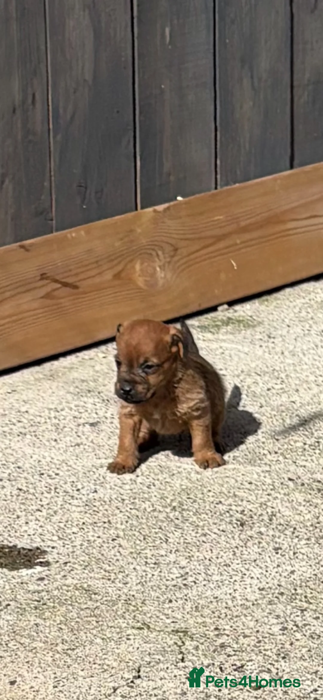 Lakeland Terrier dogs for sale: Lakeland terriers  - Advert 1