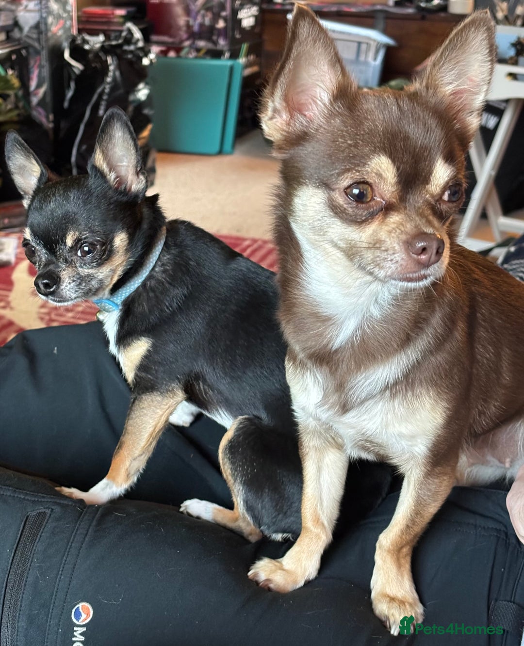 Chihuahua dogs for sale: Sweet chihuahua bundles of joy  - Image 5