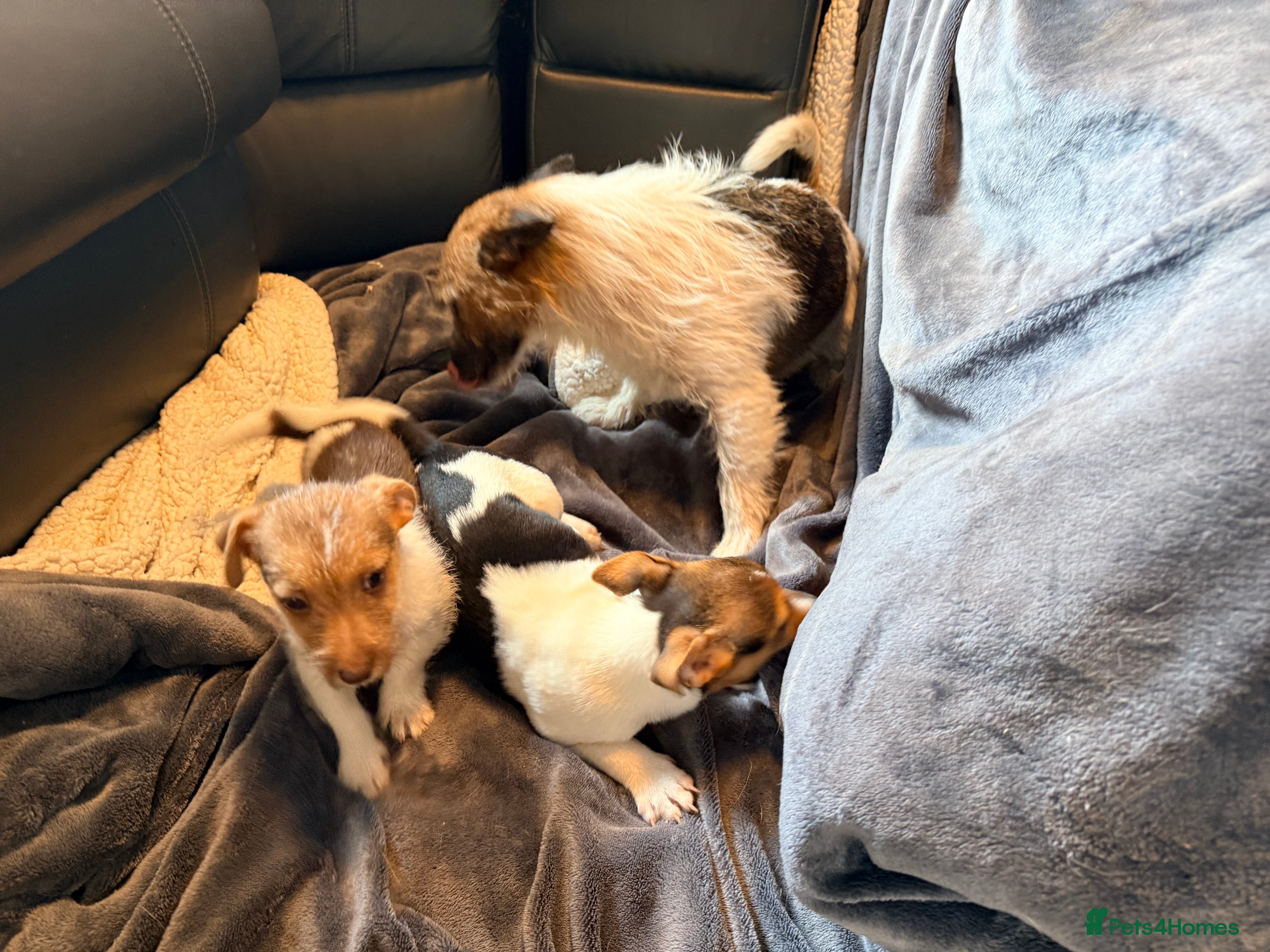 Jack Russell dogs Super Jack Russell puppies - Advert 2
