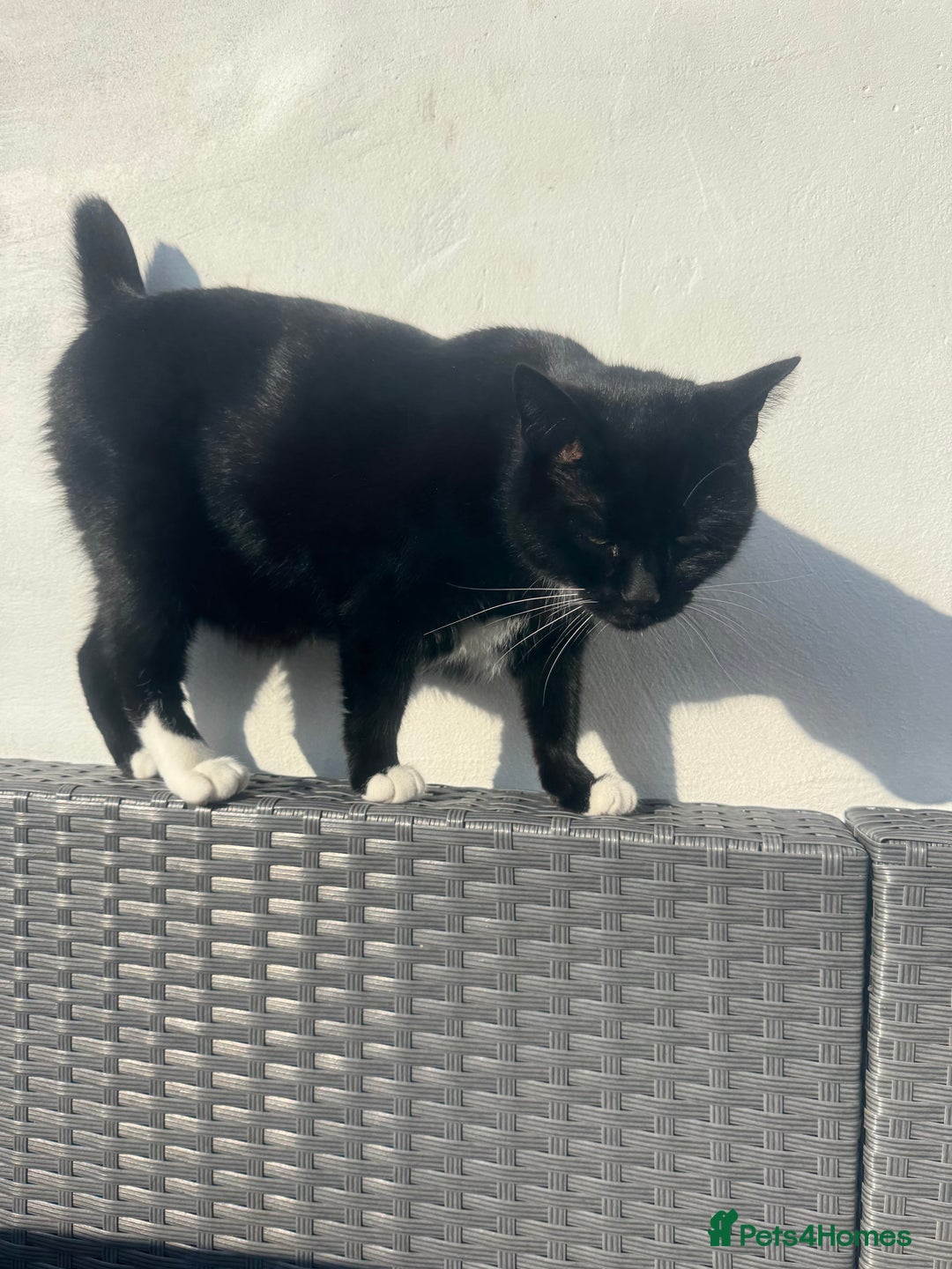 Domestic Shorthair cats for sale: Cat for adoption - Image 5