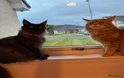 Maine Coon cats for sale: Ginger Maine coon boy - Image 7