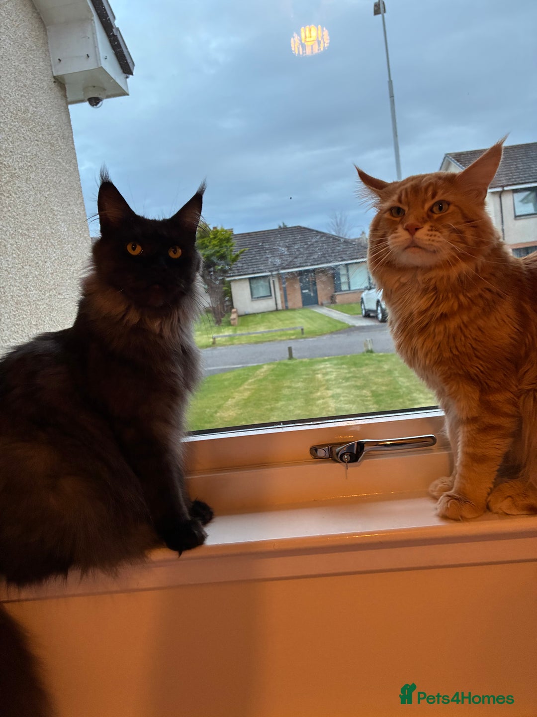 Maine Coon cats for sale: Ginger Maine coon boy - Image 7