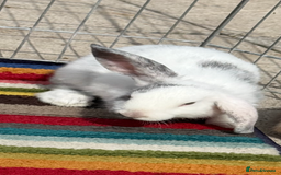 Mini Lop rabbits for sale: Female Mini Lop  - Image 2