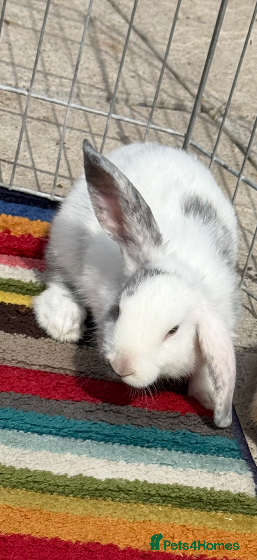 Mini Lop rabbits for sale: Female Mini Lop  - Image 2