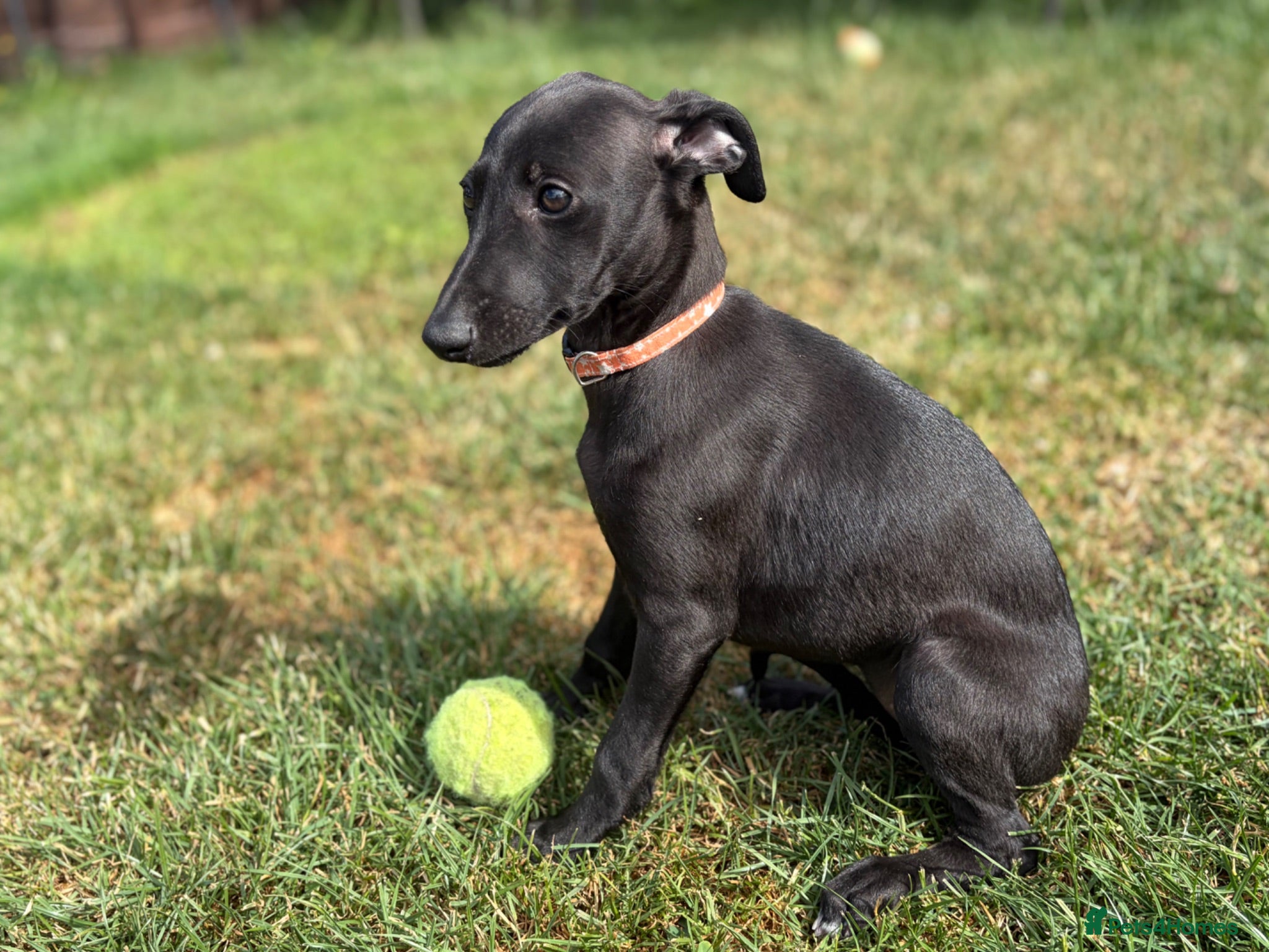 Whippet dogs Stunning KC whippet girl puppy £900 - Advert 12