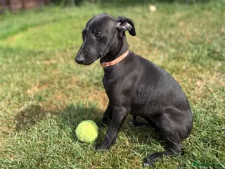 Whippet dogs Stunning KC whippet girl puppy £900 - Advert 12