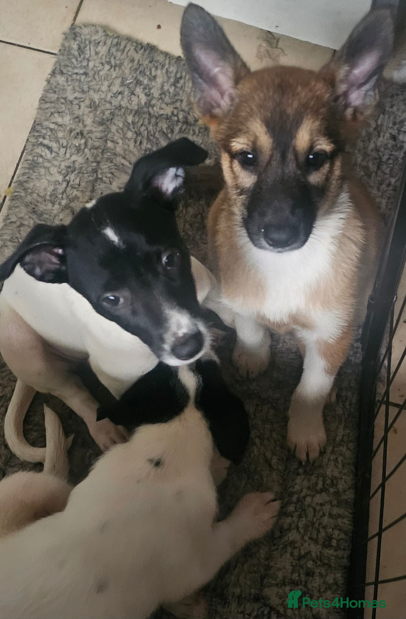 Mexican Hairless dogs Kc registered Females - Advert 1