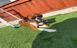 Boxer dogs for stud: Full pedigree boxer dog for stud  in Runcorn - Image 7