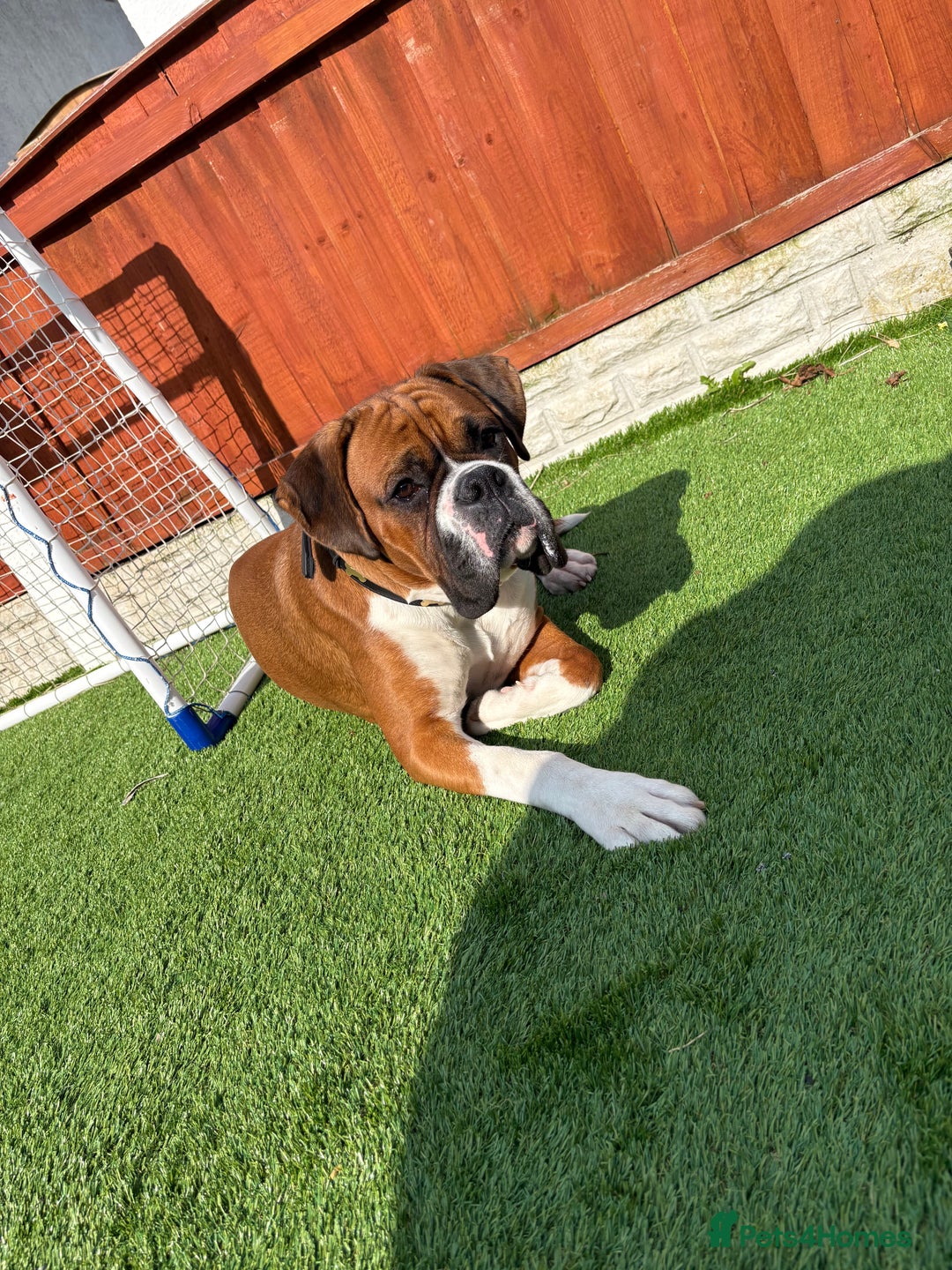 Boxer dogs for stud: Full pedigree boxer dog for stud  in Runcorn - Image 7