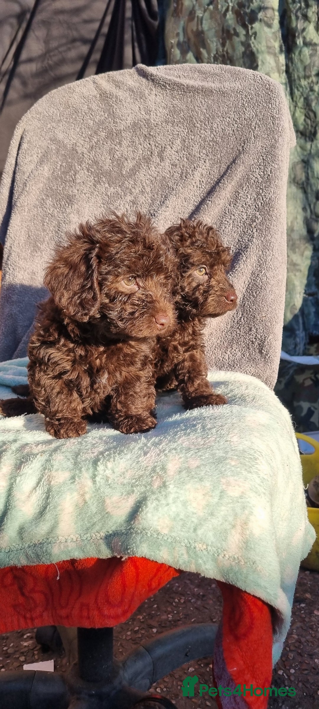 Westiepoo dogs for sale: WESTIEPOOS MAGiCAL X's SUPER SMOOTH SILKY n SOFT - Advert 26