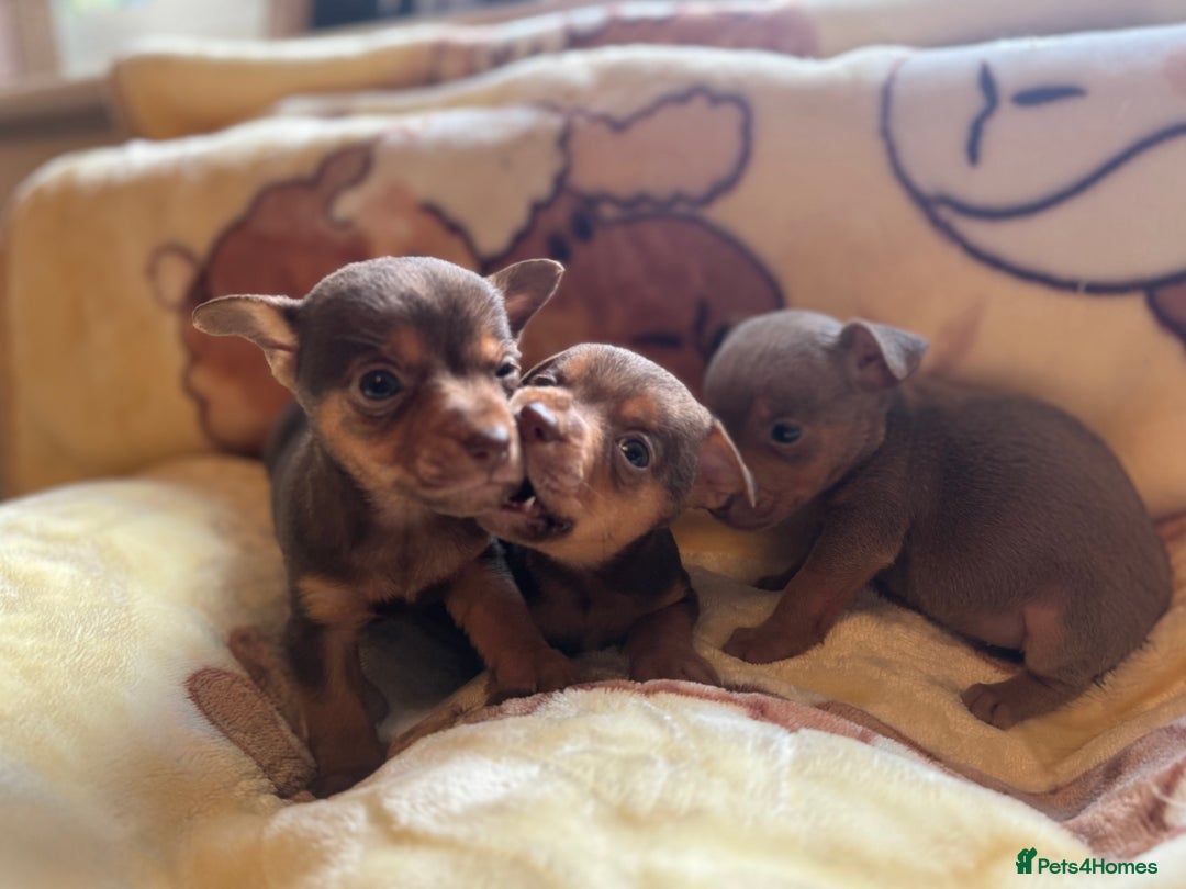 Jack Russell dogs for sale: Much Wenlock stunning miniature puppy  - Advert 12