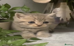 British Shorthair cats for sale: British short hair kittens  - Image 2