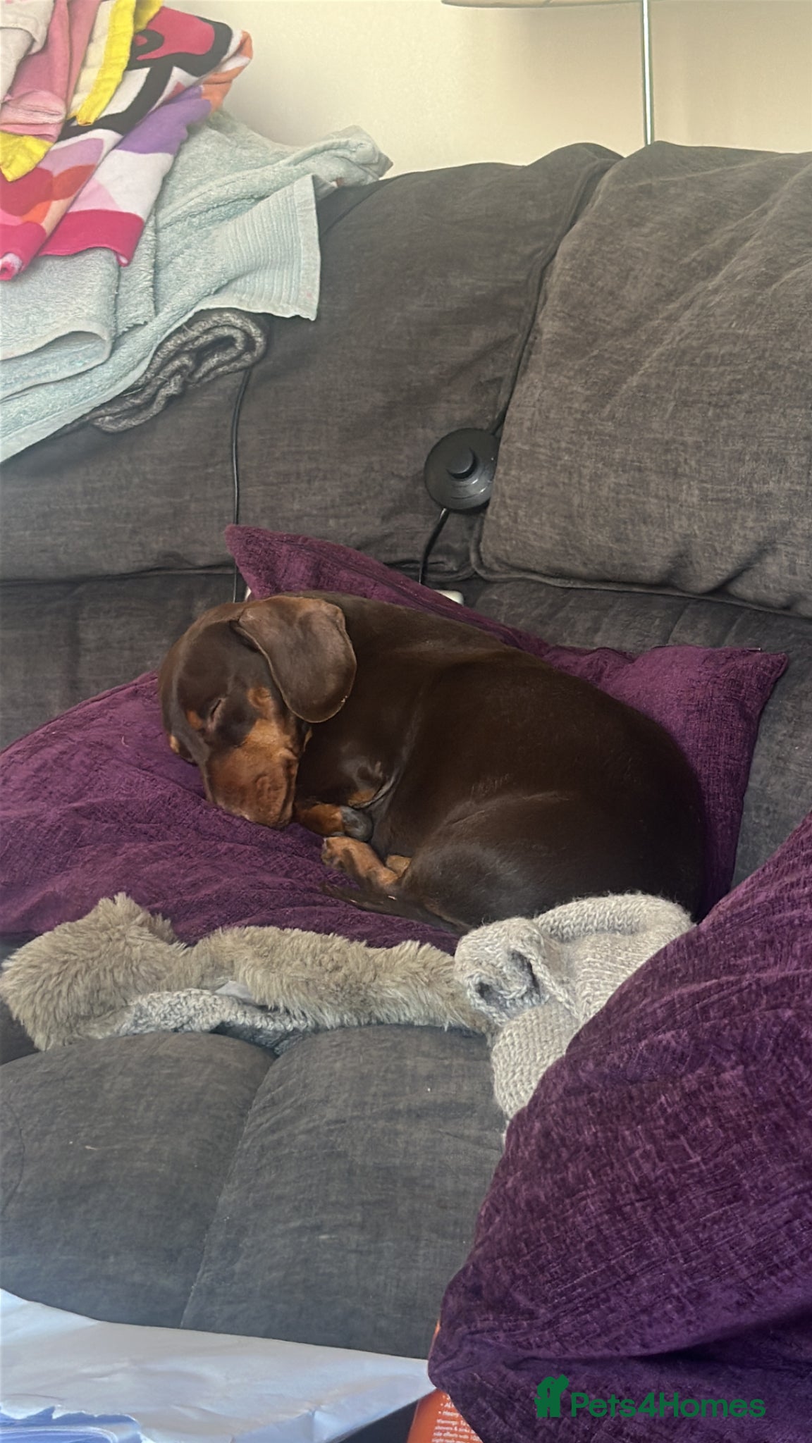 Dachshund dogs Male dachshund-Billy  - Advert 1