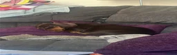 Dachshund dogs for sale: Male dachshund-Billy  - Advert 1