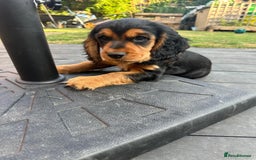 Cocker Spaniel dogs for sale: Stunning KC registered Working Cocker Spaniels  - Image 8