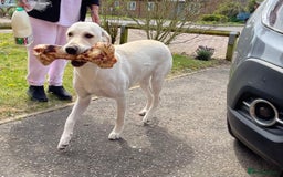Labrador Retriever dogs for sale: Beautiful Labrador puppies - Image 2