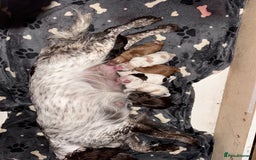 Cocker Spaniel dogs for sale: Cocker spaniel Puppies  - Image 4