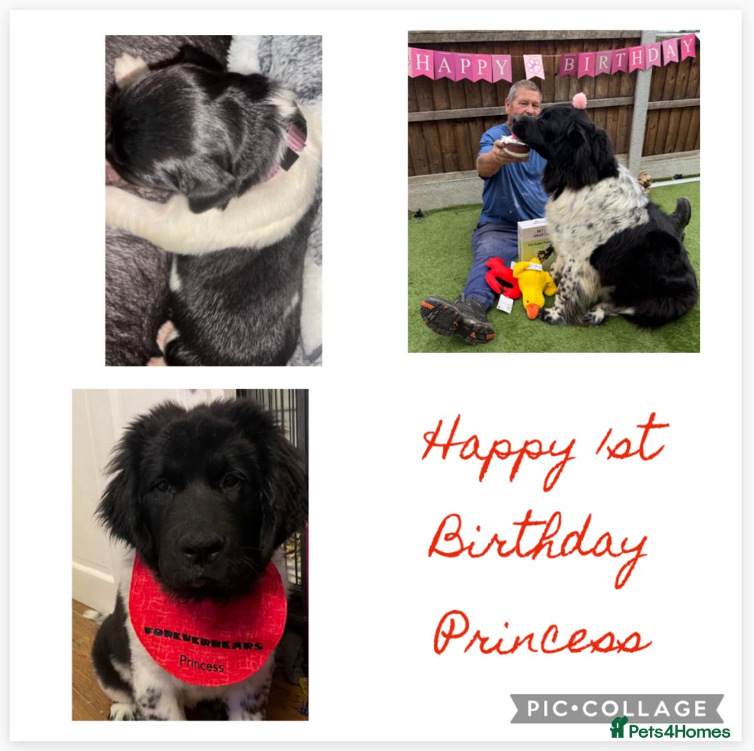 Newfoundland dogs for stud: KC REGISTERED NEWFOUNDLAND STUD HEALTH TESTED  in Basildon - Advert 29