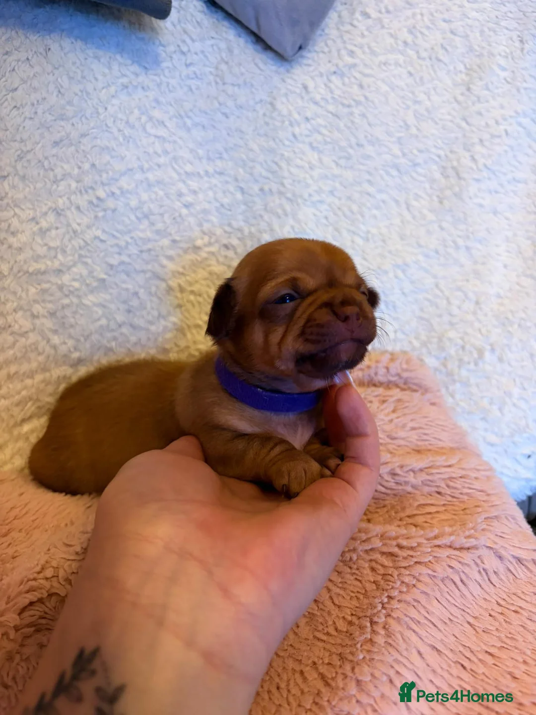 Chihuahua dogs for sale: Puppy chihuahuas  - Advert 2