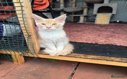 Maine Coon cats for sale: Maine Coon Kittens in Greenford - Image 28