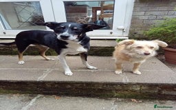 Mixed Breed dogs for adoption: Meet Poppet, currently residing in South Wales - Image 2