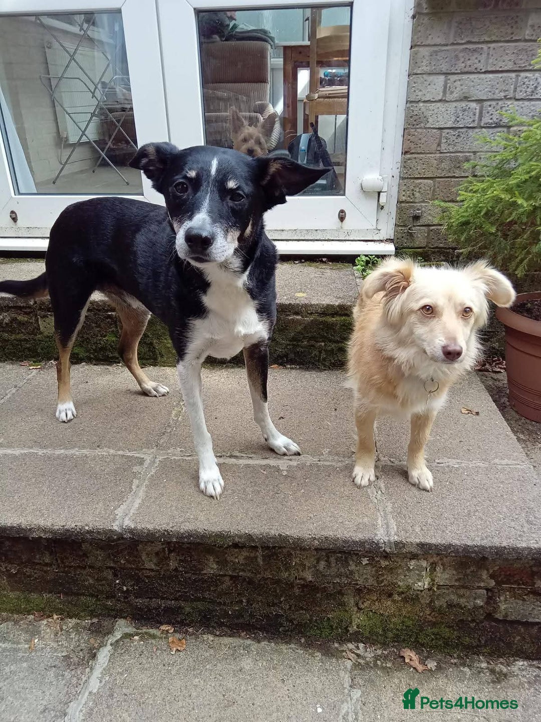Mixed Breed dogs for adoption: Meet Poppet, currently residing in South Wales - Image 2