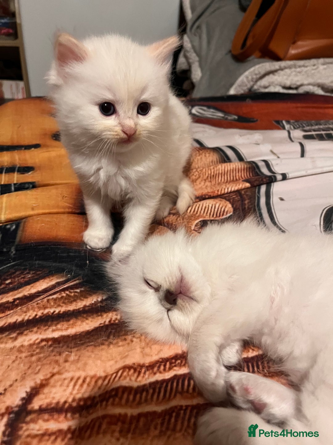 Ragdoll cats for sale: 🐾 Adorable Ragdoll Cross Kittens 🐾 - Advert 19