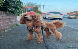 Miniature Poodle dogs for sale: Gorgeous Red Minature Poodles Puppies  - Image 36