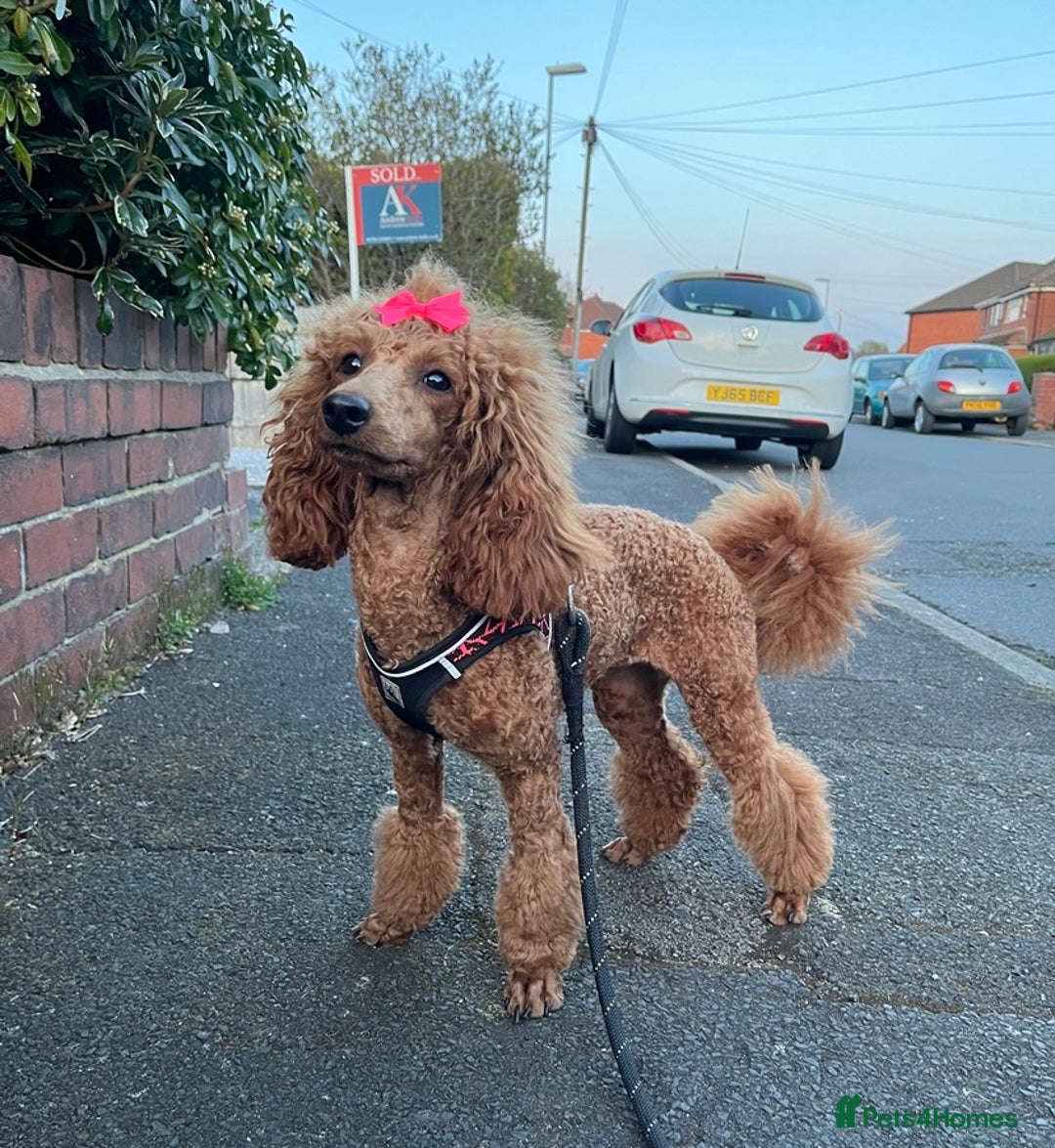 Miniature Poodle dogs for sale: Gorgeous Red Minature Poodles Puppies  - Image 36