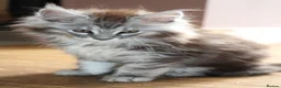 Maine Coon cats for sale: TICA Maine Coon Kittens 𝕽𝖊𝖆𝖉𝖞 𝖙𝖔 𝖑𝖊𝖆𝖛𝖊 - Advert 19