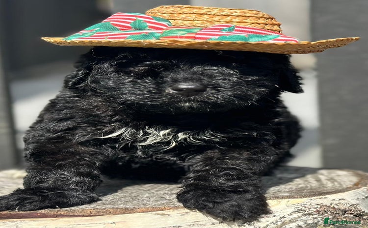 Bernedoodle dogs - Advert 7