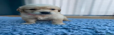 Golden Retriever 4