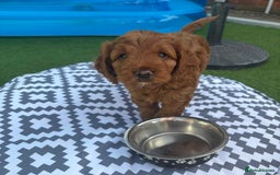 Cockapoo dogs for sale: Cockerpoo puppy - Image 4