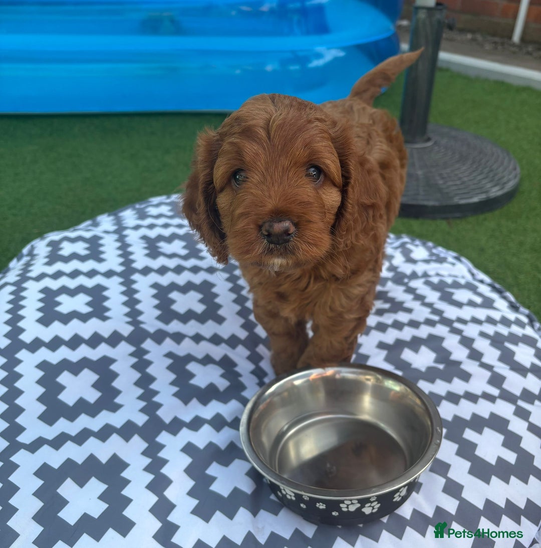 Cockapoo dogs for sale: Cockerpoo puppy - Image 4
