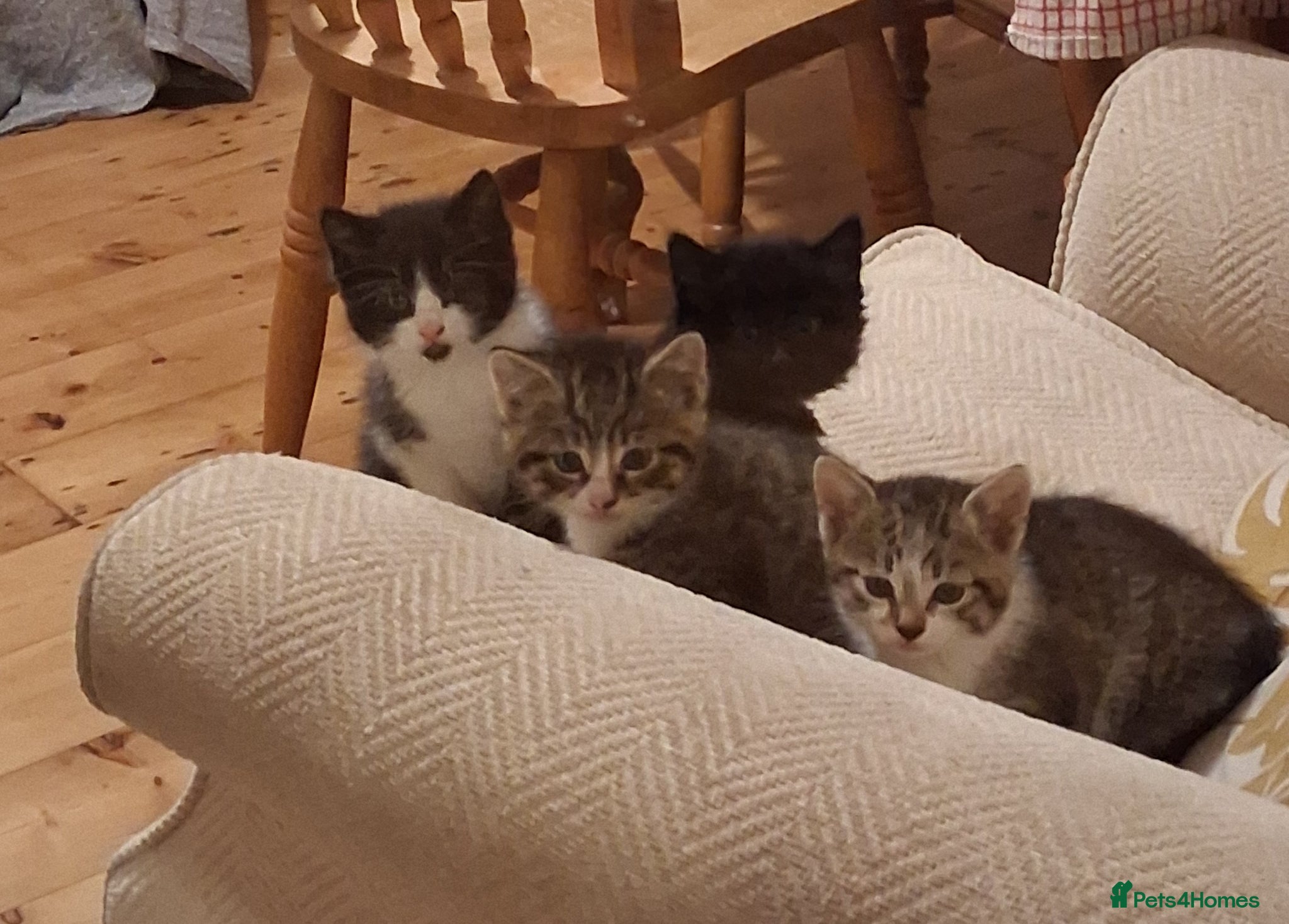 Mixed Breed cats Two kittens looking for loving home/homes  - Advert 1