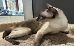 Siamese cats for sale: Lovely Siamese Female Seal Point - Active Register - Image 5