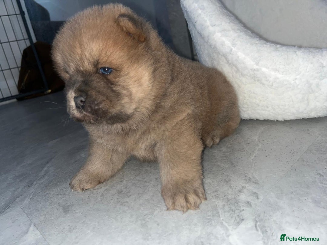 Chow Chow dogs for sale: CHOW CHOW PUPPYS  - Advert 11