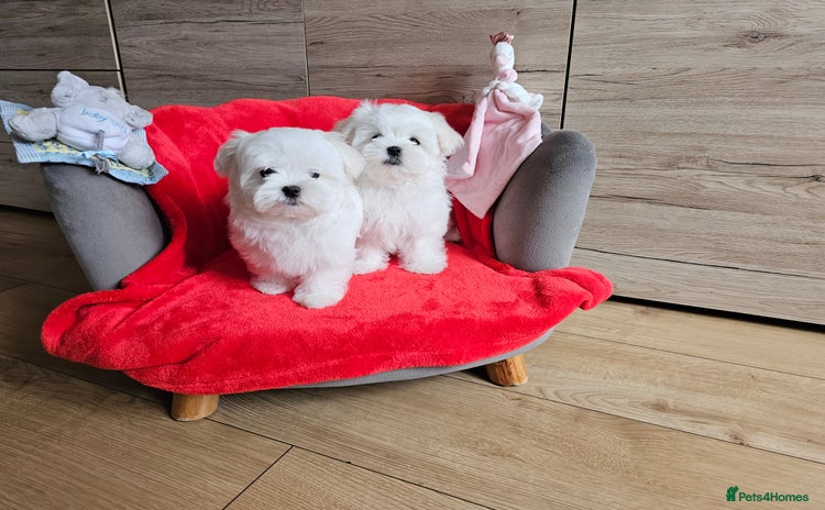 Maltese dogs - Advert 2
