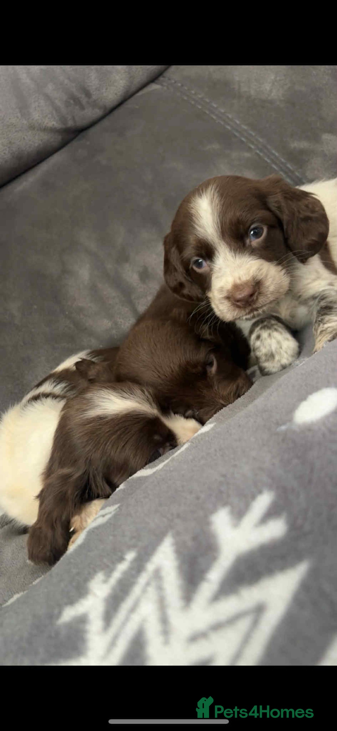 Cocker Spaniel dogs for sale: Cocker Spaniel Puppy’s  - Image 29