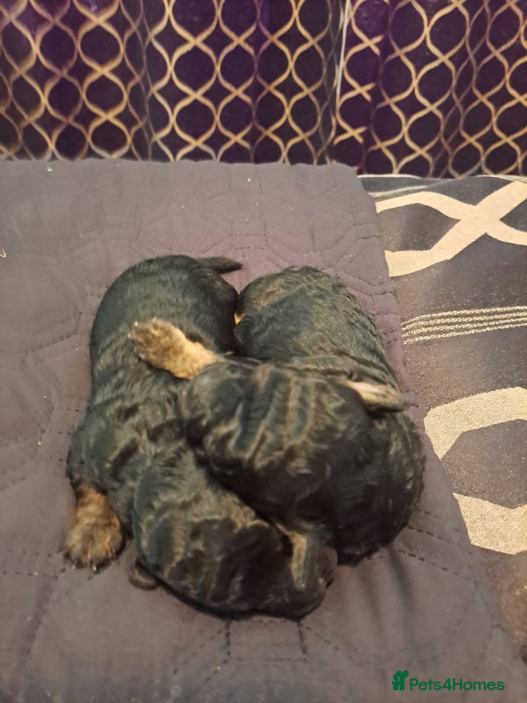 Toy Poodle dogs for sale: One Kc phantom toy poodle left- ready now!  - Advert 6