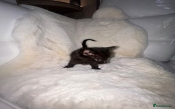 Siamese cats for sale: Tiny🥹half siamese kittens for sale ready to leave - Image 2